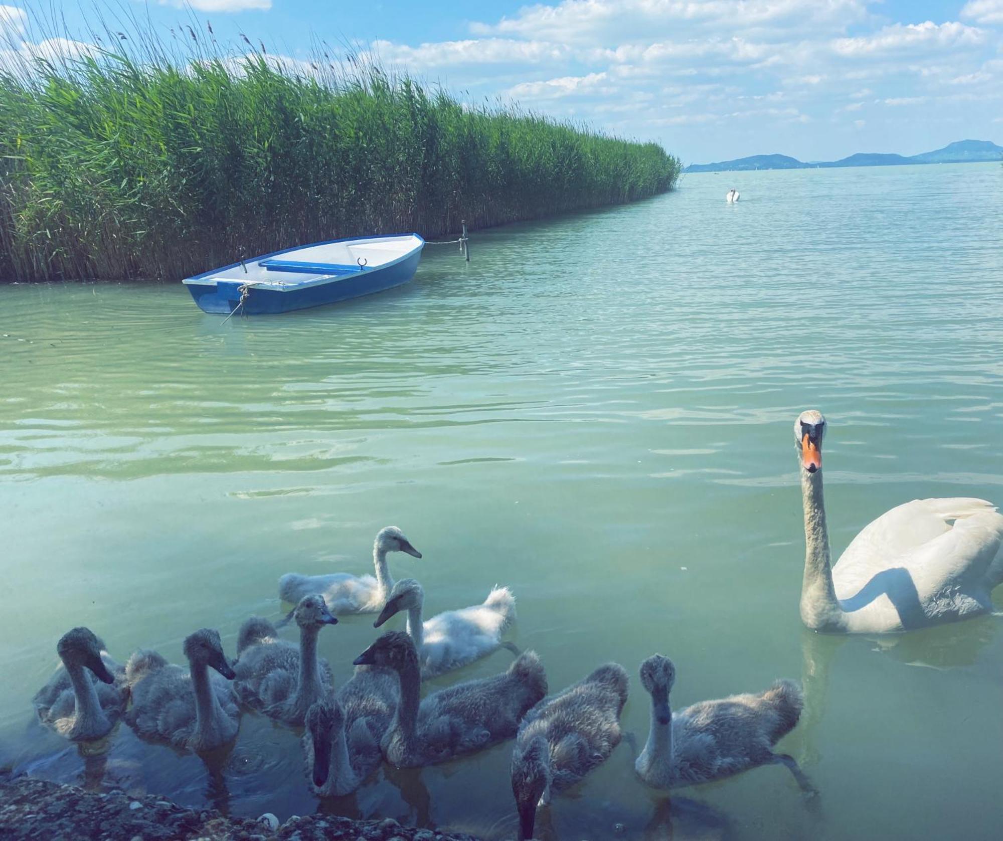 Balaton A Kertben - Balaton In The Garden - Beachfront Houses With Beautiful View, Private Beach Balatonfenyves Exterior foto